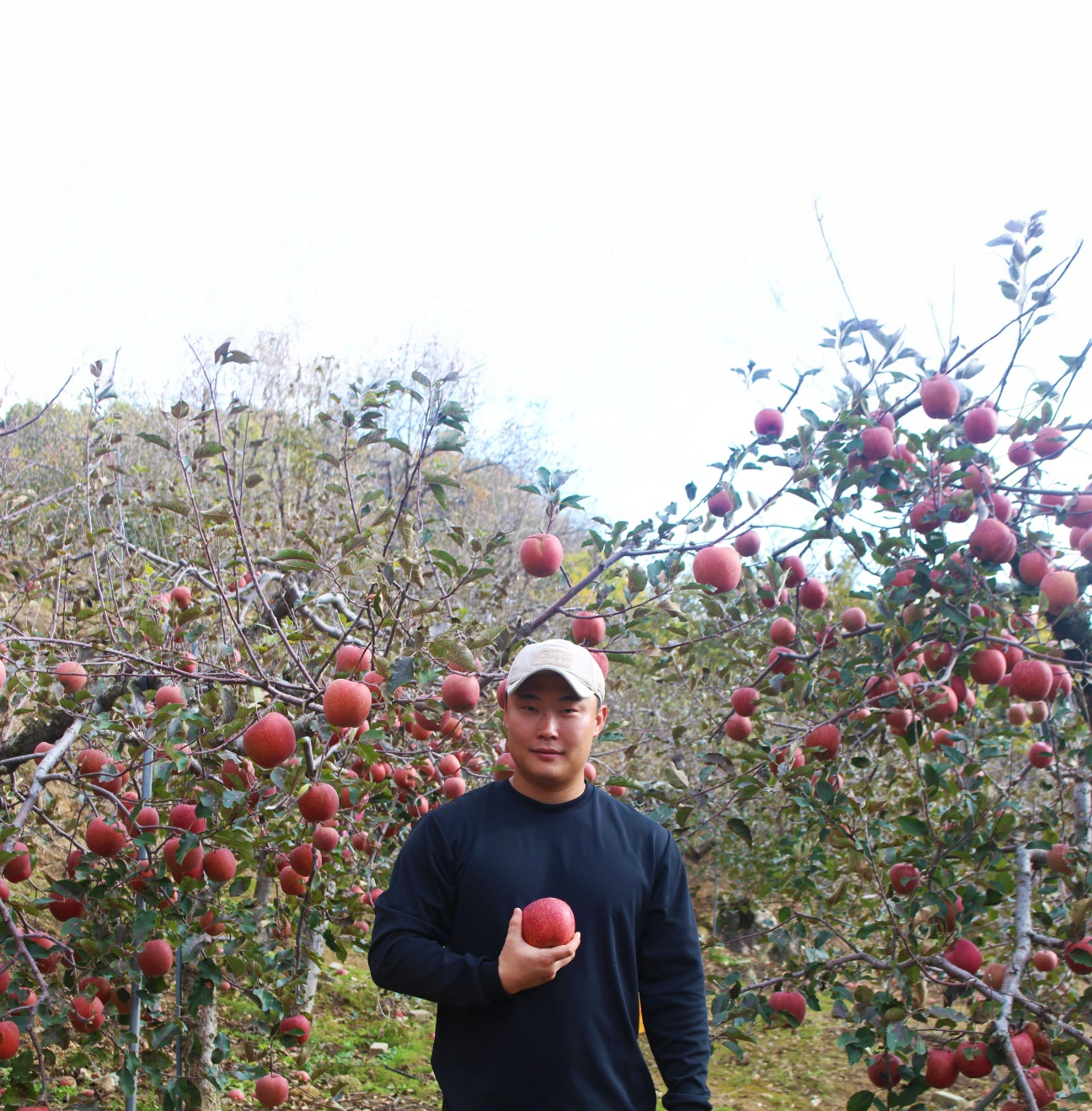 사과힐링팜 이미지