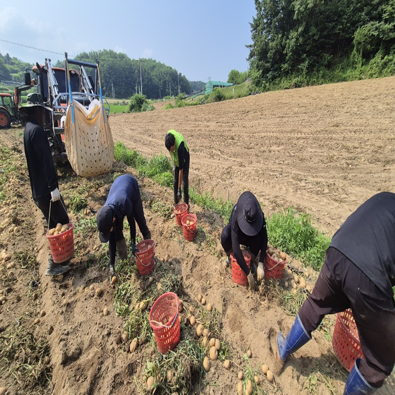 예천군 4-H연합회 과제활동 이미지