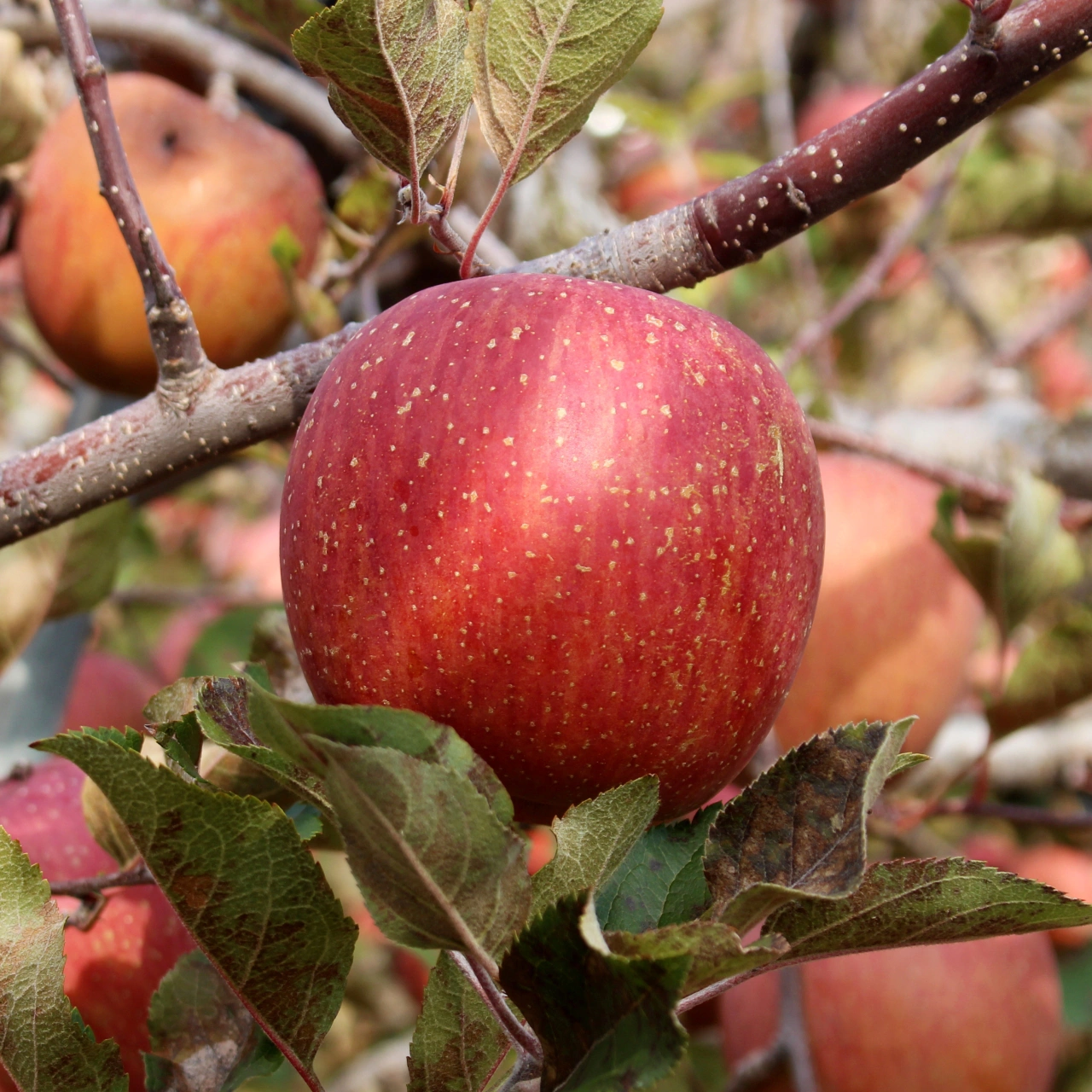사과(부사) 5kg(중과 16~18개)